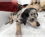 Small Catahoula Leopard Dog