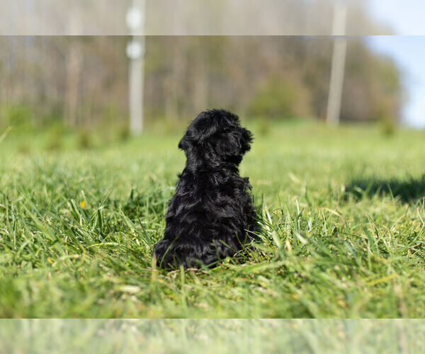 Medium Photo #9 YorkiePoo Puppy For Sale in WARSAW, IN, USA