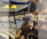 Puppy Liam  Lime Doberman Pinscher