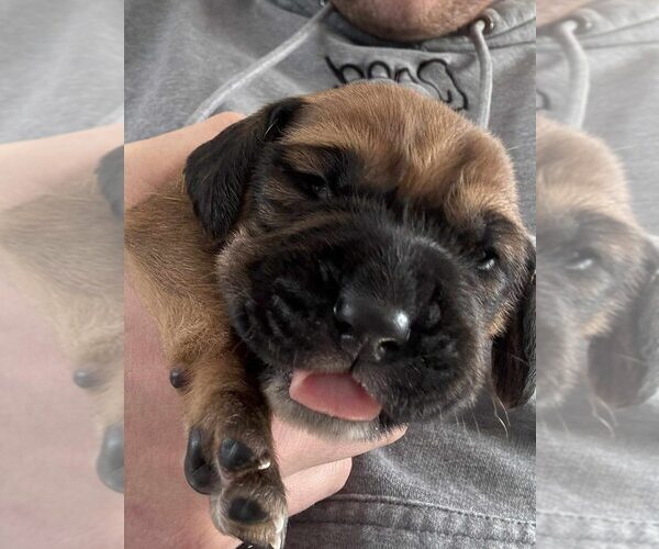 Medium Photo #3 Beagle-Unknown Mix Puppy For Sale in New York, NY, USA