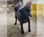Small Photo #1 Pomsky Puppy For Sale in GREENWOOD, WI, USA