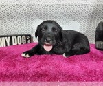 Small #5 Golden Mountain Dog