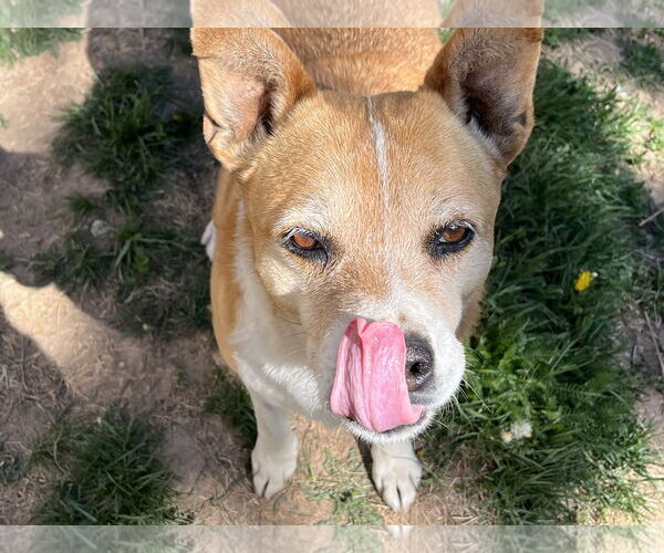 Medium Photo #5 Mutt Puppy For Sale in Denver , CO, USA