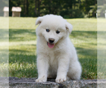 Small #3 Samoyed-Siberian Husky Mix