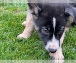 Small Photo #27 German Shepherd Dog Puppy For Sale in JURUPA VALLEY, CA, USA