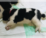Small Photo #7 Akita Puppy For Sale in INGLIS, FL, USA