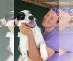 Small #2 Border Collie Mix
