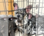 Small #2 French Bulldog