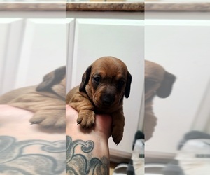 Dachshund Puppy for sale in WHITTIER, CA, USA