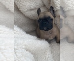 Small Photo #8 French Bulldog Puppy For Sale in CLEVELAND, NC, USA