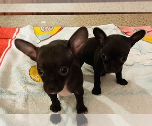 Chihuahua Puppy for sale in ECHO, AL, USA