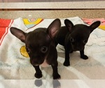 Image preview for Ad Listing. Nickname: Chihuahua