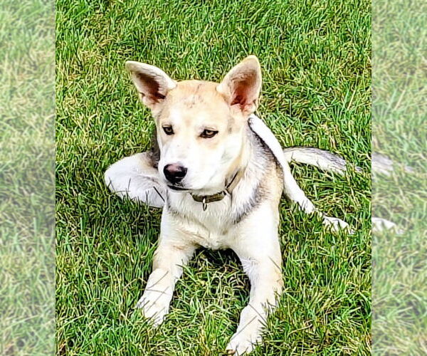 Medium Photo #1 German Shepherd Dog-Huskies  Mix Puppy For Sale in Cottage Grove, MN, USA
