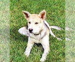 Small German Shepherd Dog-Huskies  Mix