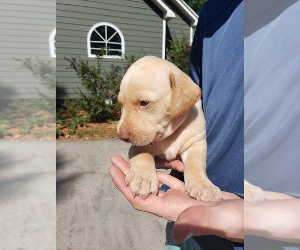 Medium Photo #1 Labrador Retriever Puppy For Sale in CORDELE, GA, USA