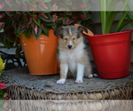 Small Photo #4 Shetland Sheepdog Puppy For Sale in GREENWOOD, WI, USA