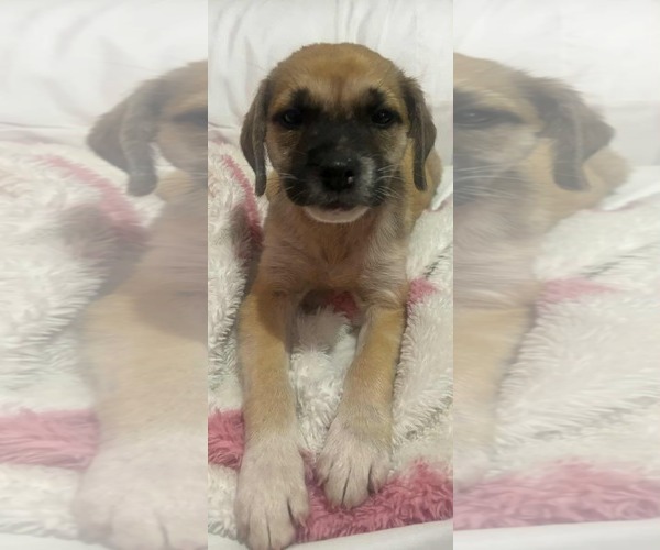 Medium Photo #2 Toxirn Puppy For Sale in Virginia Beach, VA, USA