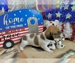 Small #6 Dachshund