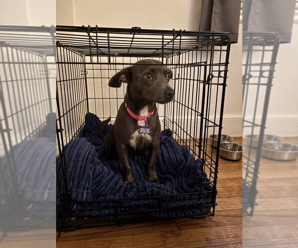 Medium Photo #2 Chiweenie Puppy For Sale in Oak Bluffs, MA, USA
