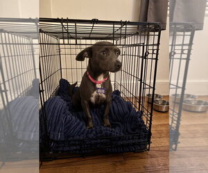 Frieda - Female Chiweenie Dog for Adoption - Photo #2