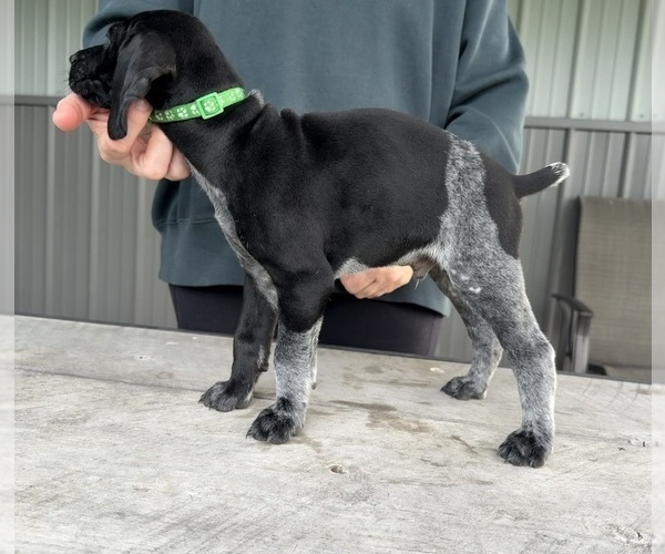 Medium Photo #4 German Shorthaired Pointer Puppy For Sale in XENIA, OH, USA