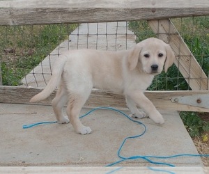 Labrador Retriever Puppy for sale in CALIENTE, CA, USA