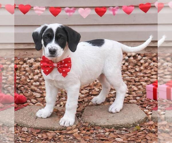 Medium Photo #3 Great Pyrenees-Unknown Mix Puppy For Sale in Yardley, PA, USA