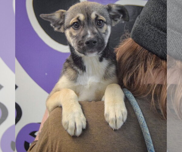 Medium Photo #4 Shollie Puppy For Sale in Huntley, IL, USA