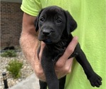Puppy 3 Labrador Retriever