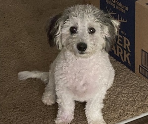Poodle (Toy) Puppy for sale in RALEIGH, NC, USA
