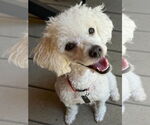 Small #1 Poodle (Miniature)