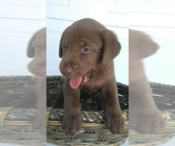 Medium Photo #5 Labrador Retriever Puppy For Sale in KALAMAZOO, MI, USA