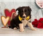 Small Photo #3 Border Sheepdog Puppy For Sale in LANCASTER, PA, USA
