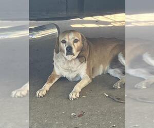 Beagle-Unknown Mix Dogs for adoption in San Antonio, TX, USA