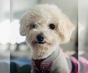 Bichon Frise-Unknown Mix Dogs for adoption in Minneapolis, MN, USA