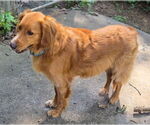 Small #3 Golden Retriever