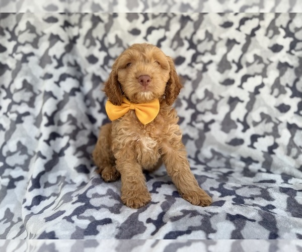 Medium Photo #4 Cock-A-Poo Puppy For Sale in LAKELAND, FL, USA