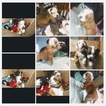Small Photo #1 American Bulldog Puppy For Sale in YAKIMA, WA, USA