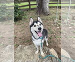 Small #1 Siberian Husky