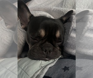 French Bulldog Dogs for adoption in REDONDO BEACH, CA, USA