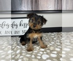 Small #4 Yorkshire Terrier