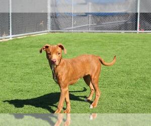 American Staffordshire Terrier-Unknown Mix Dogs for adoption in Grand Prairie, TX, USA