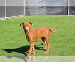 JOLYNE - Female American Staffordshire Terrier-Unknown Mix Dog for Adoption - Small photo