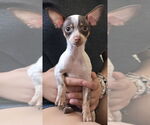 Small Chihuahua