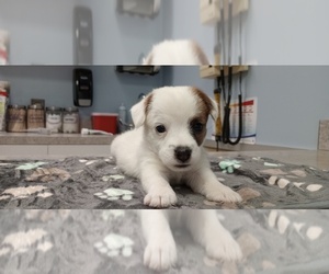 Jack Russell Terrier Puppy for sale in MOUNT GILEAD, NC, USA
