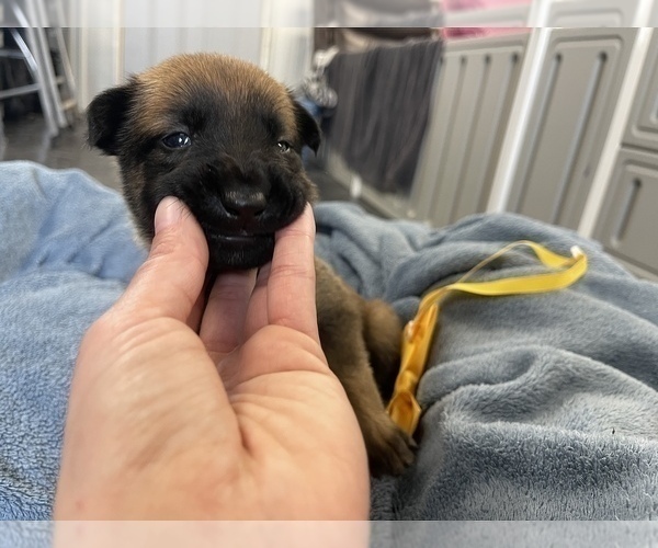 Medium Photo #211 Belgian Malinois Puppy For Sale in REESEVILLE, WI, USA