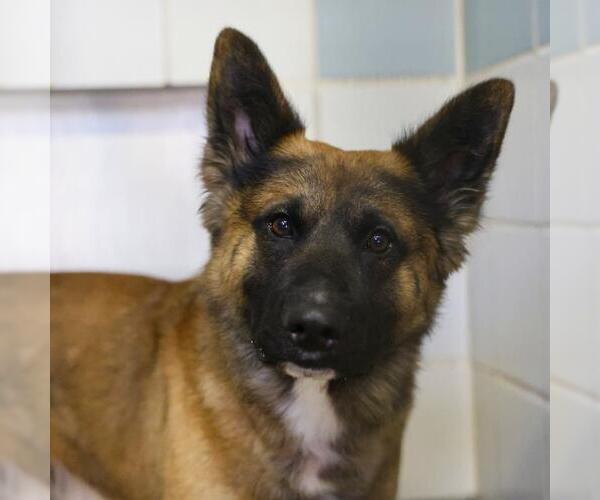 Medium Photo #1 German Shepherd Dog-Unknown Mix Puppy For Sale in San Antonio, TX, USA