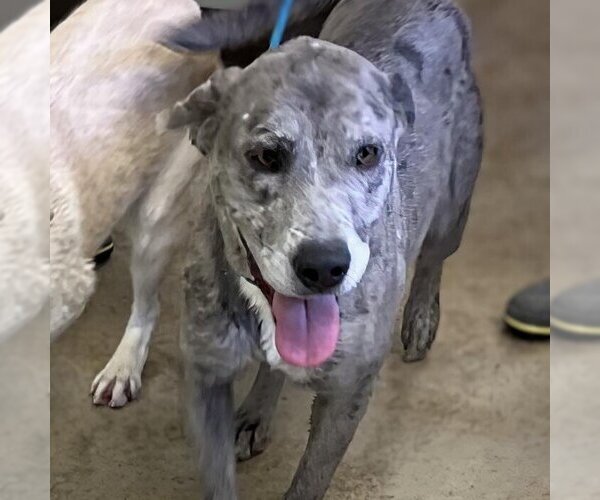 Medium Photo #2 Catahoula Leopard Dog-Labrador Retriever Mix Puppy For Sale in Vail, AZ, USA