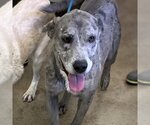 Small #1 Catahoula Leopard Dog-Labrador Retriever Mix