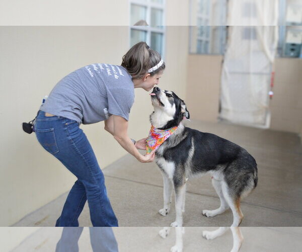 Medium Photo #2 Siberian Husky-Unknown Mix Puppy For Sale in McKinney, TX, USA